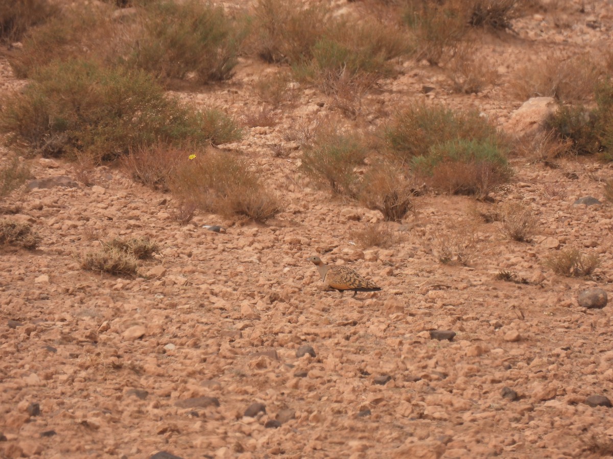 Black-bellied Sandgrouse - Domagoj Tomičić