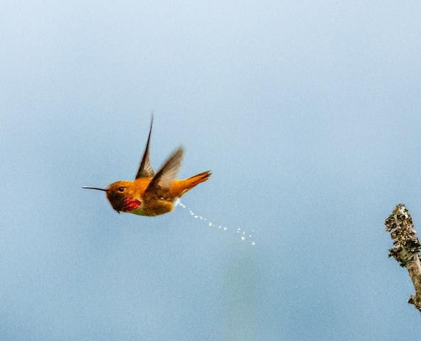 Colibrí Rufo - ML620668861