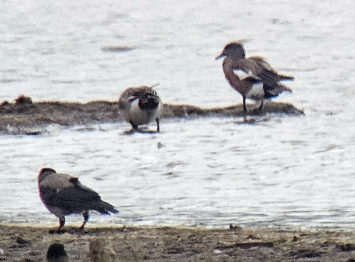 American Wigeon - ML620668862