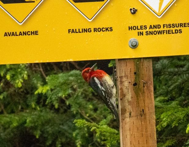 Red-breasted Sapsucker - ML620668864