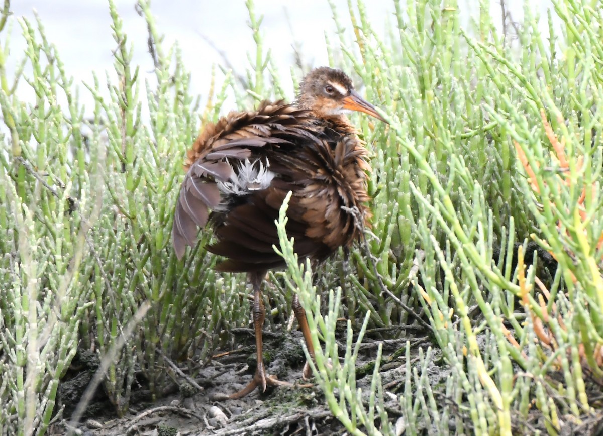 Ridgway's Rail - ML620668868