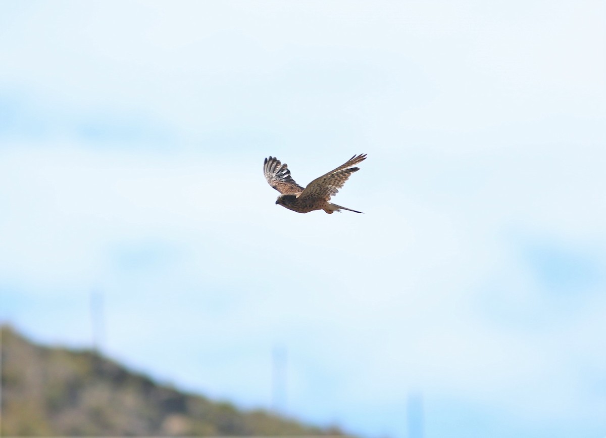 Eurasian Kestrel (Canary Is.) - ML620668872