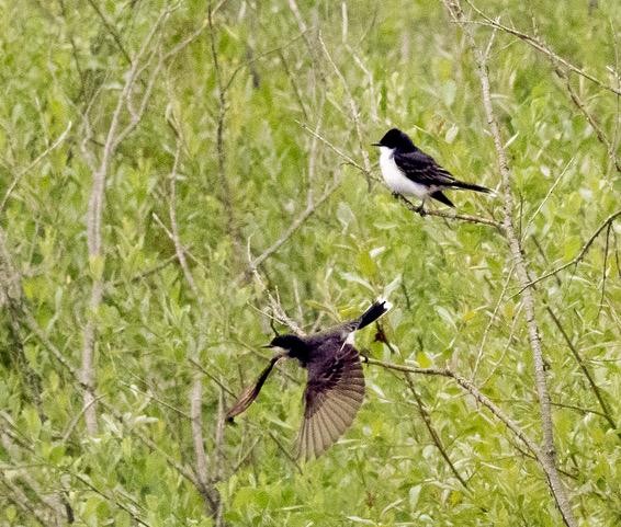 Eastern Kingbird - Joanne Cormier