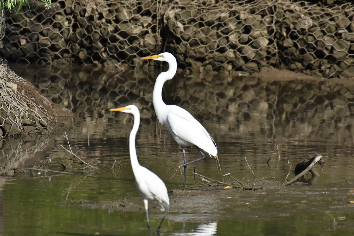 Great Egret - ML620668875