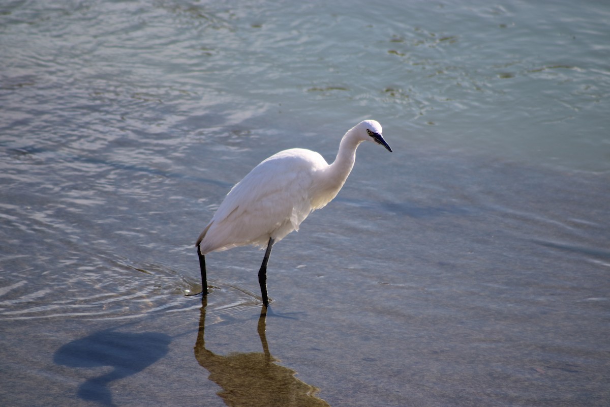 Western Cattle Egret - ML620668876