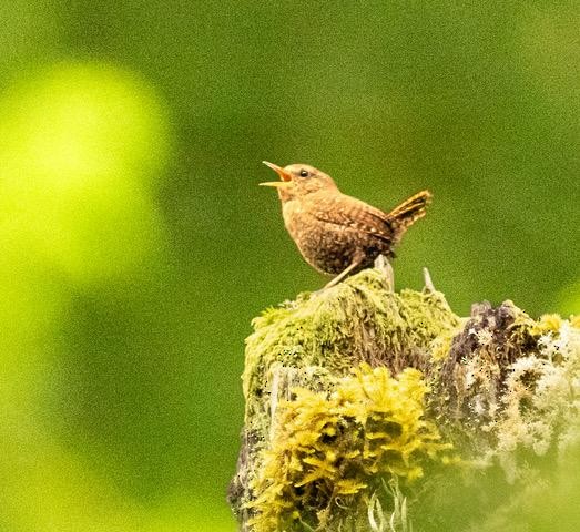 Pacific Wren - ML620668877