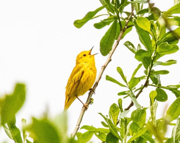 Yellow Warbler - ML620668878