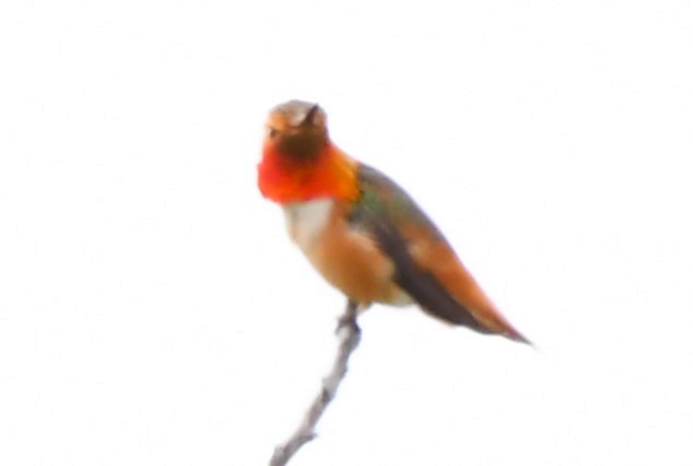 Allen's Hummingbird - ML620668879