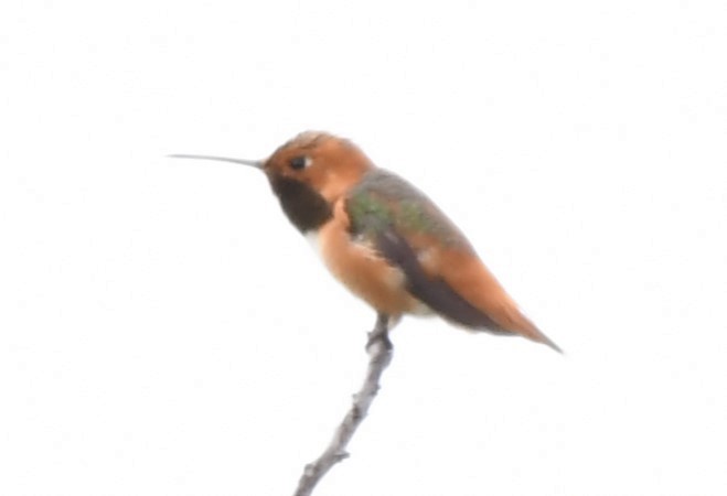 Colibrí de Allen - ML620668880