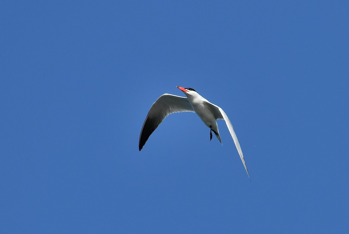 Caspian Tern - ML620668882