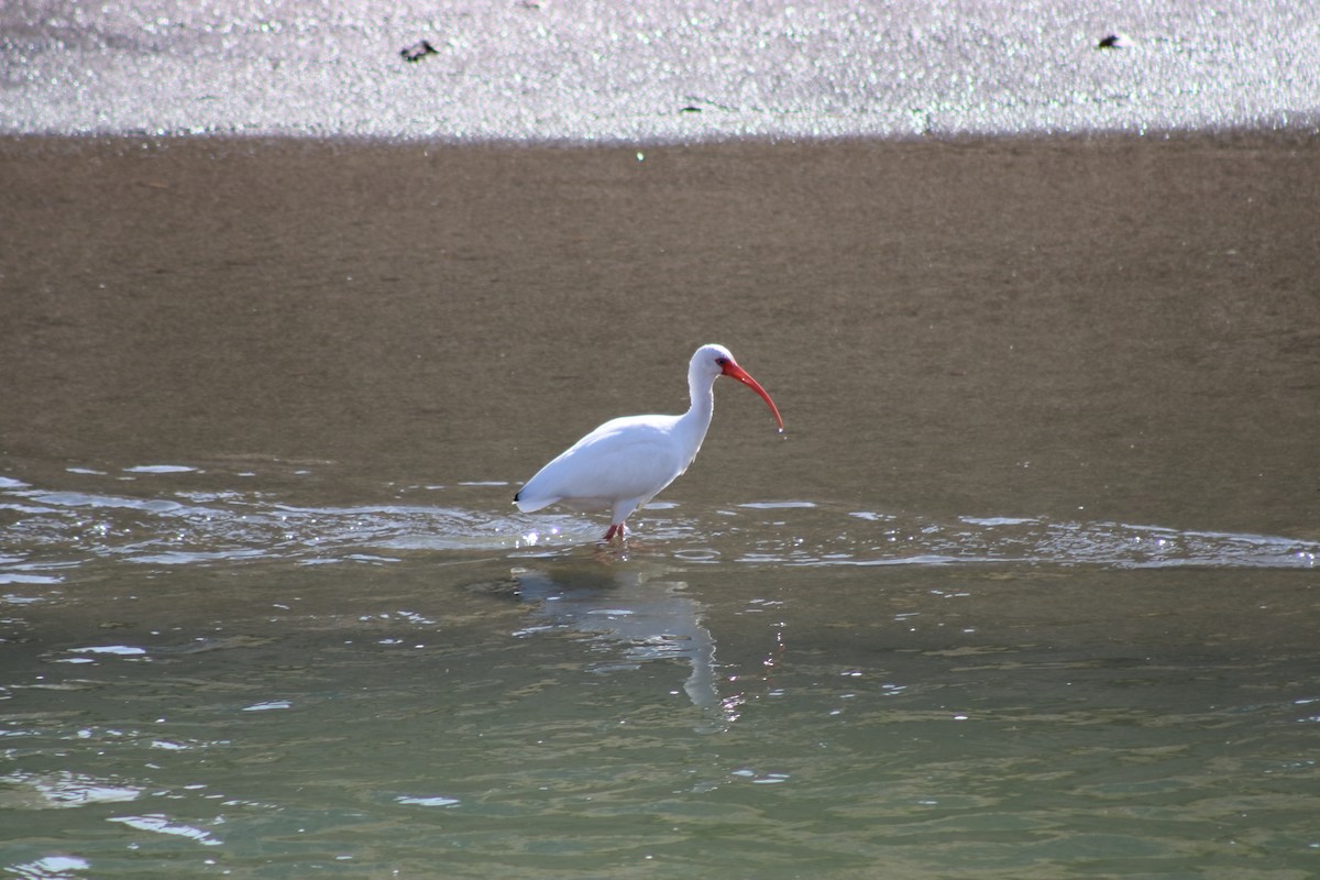 White Ibis - ML620668883