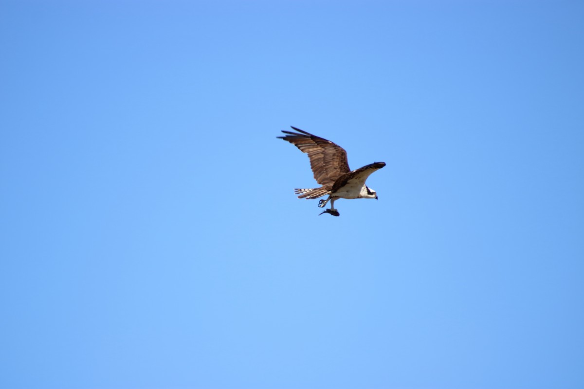 Águila Pescadora - ML620668884