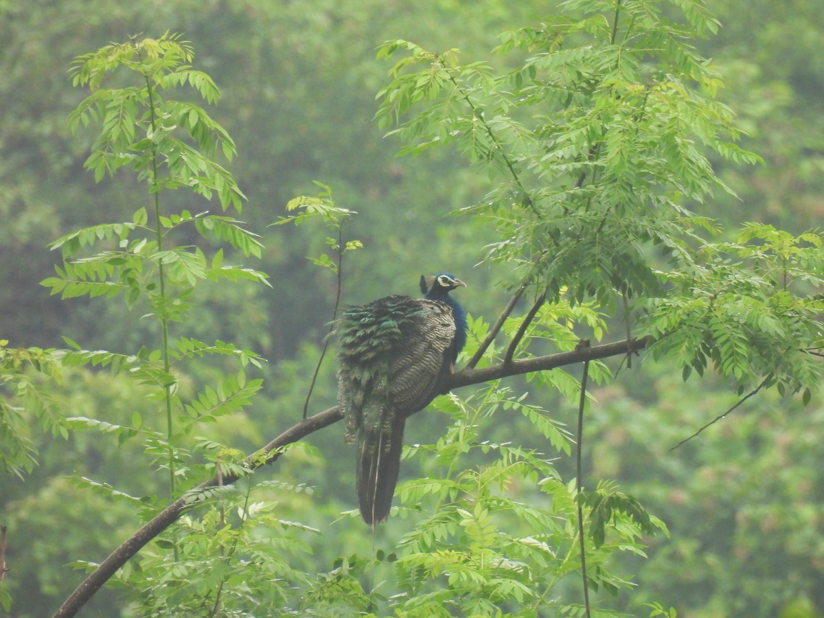 Indian Peafowl - ML620668888