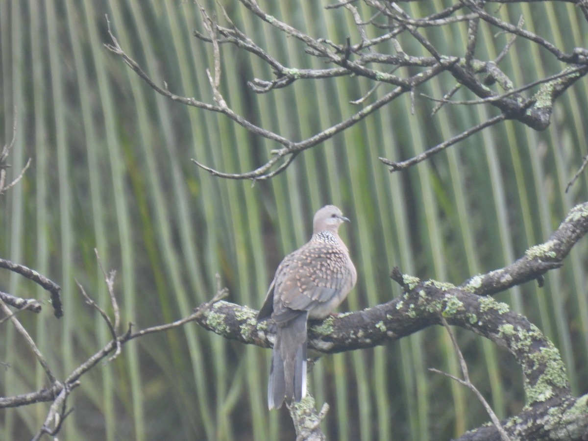 Spotted Dove - ML620668890