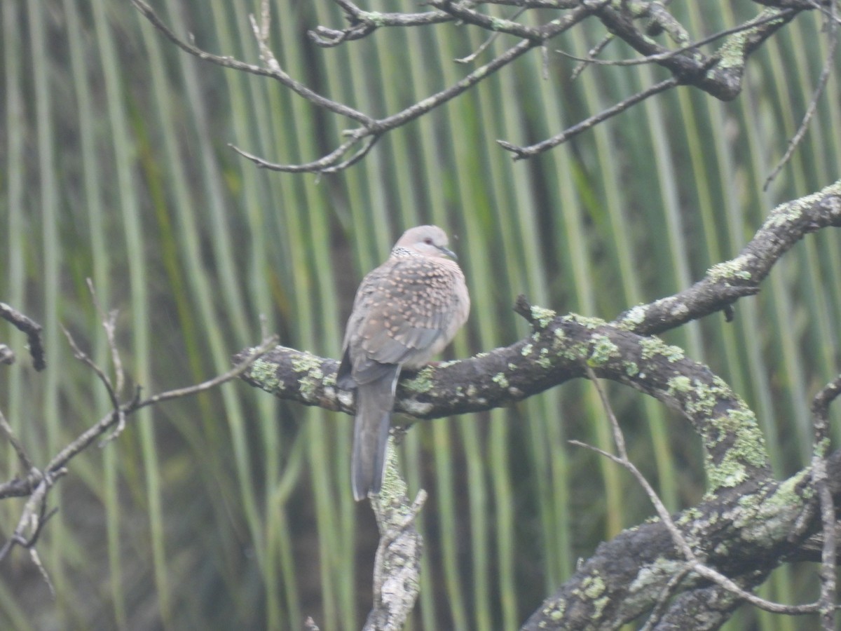 Spotted Dove - ML620668891