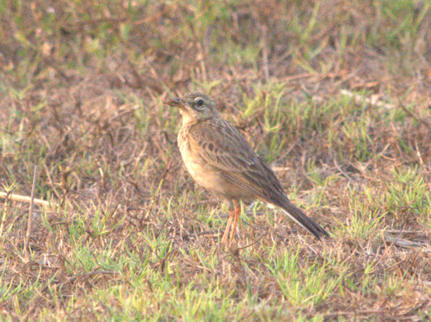 Paddyfield Pipit - ML620668895