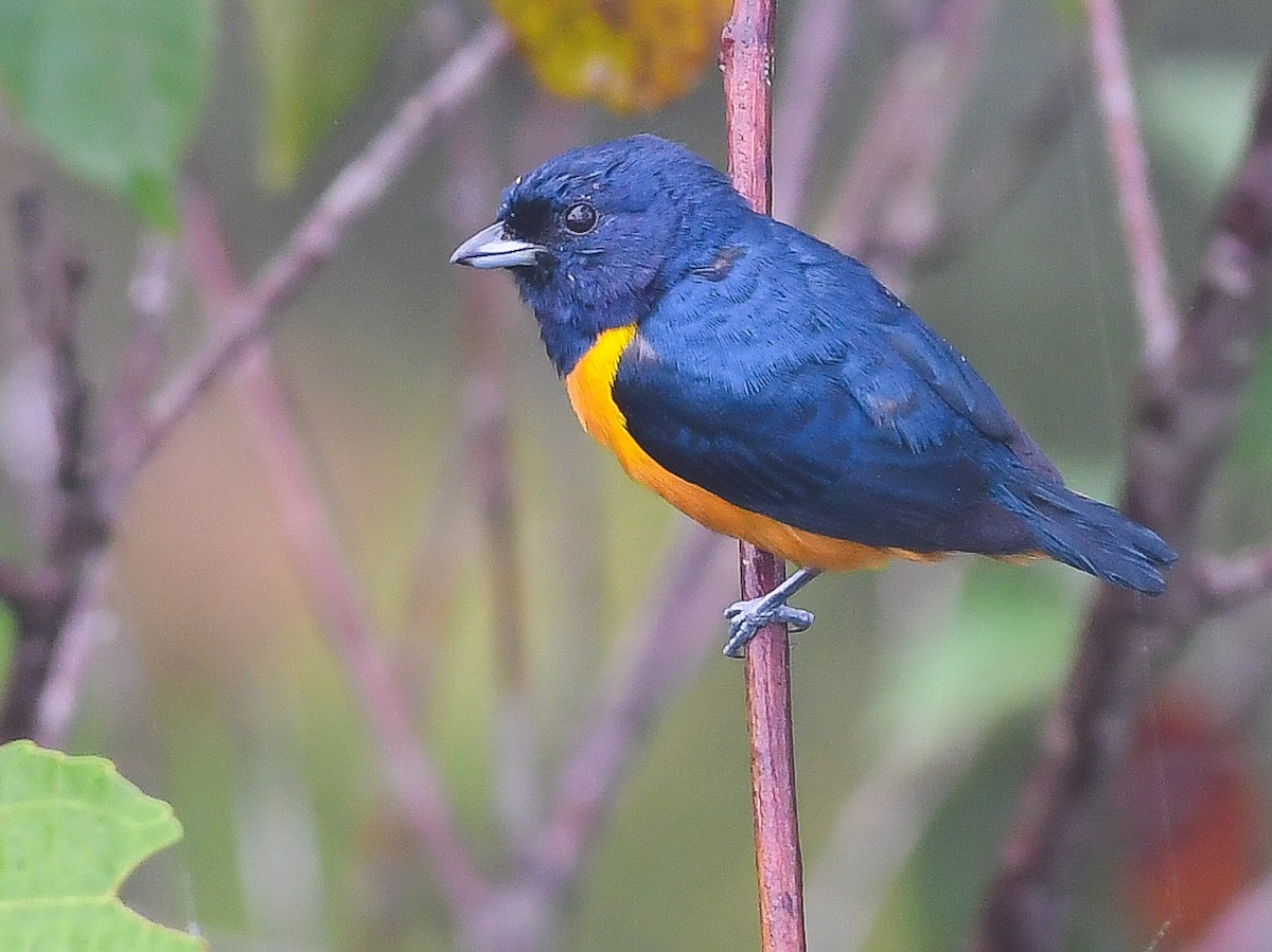 Rufous-bellied Euphonia - ML620668896