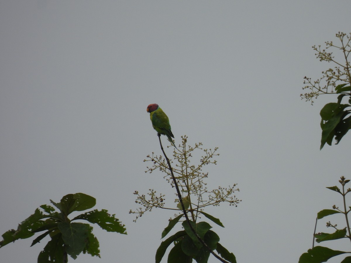 Plum-headed Parakeet - ML620668898