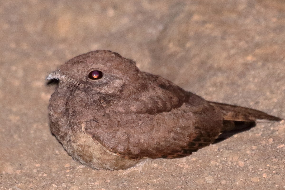 Star-spotted Nightjar - ML620668899