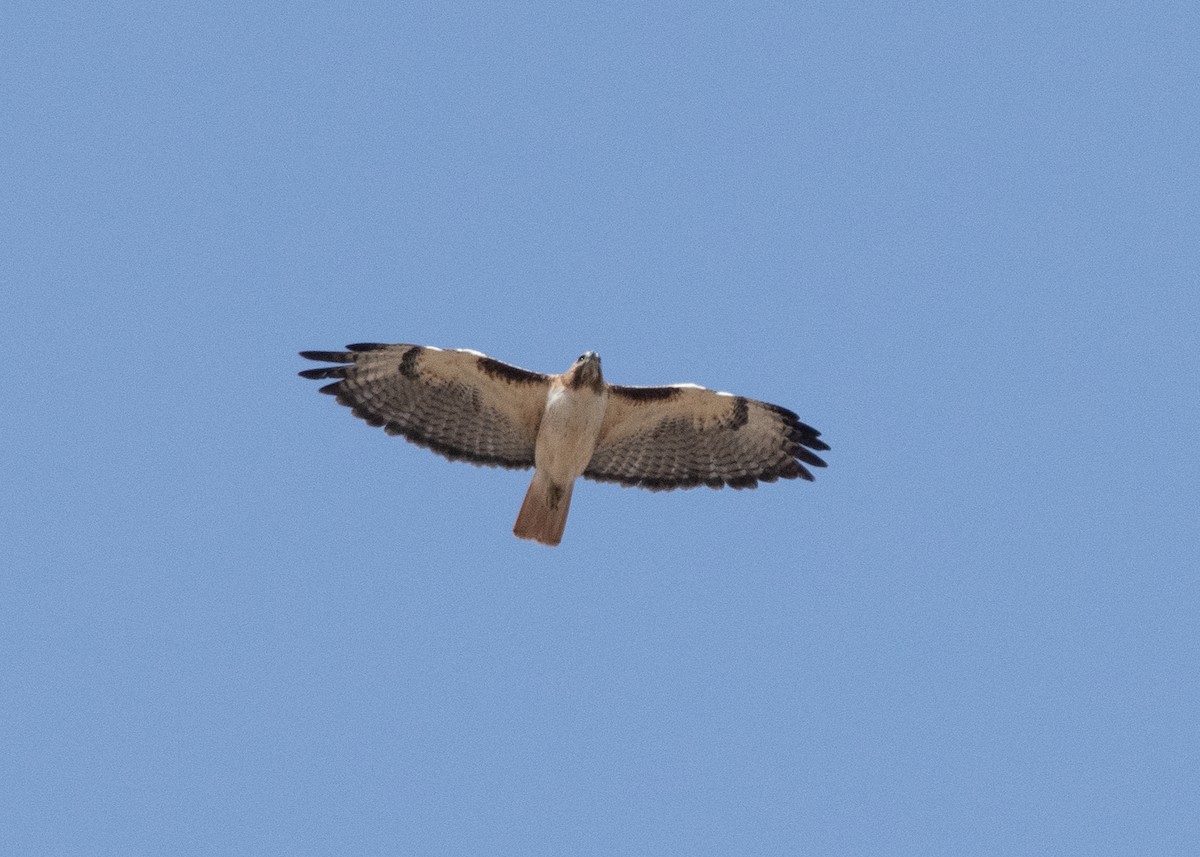 Red-tailed Hawk - ML620668900