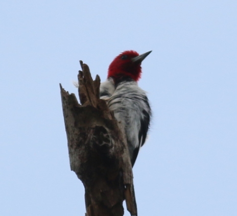 Pic à tête rouge - ML620668902