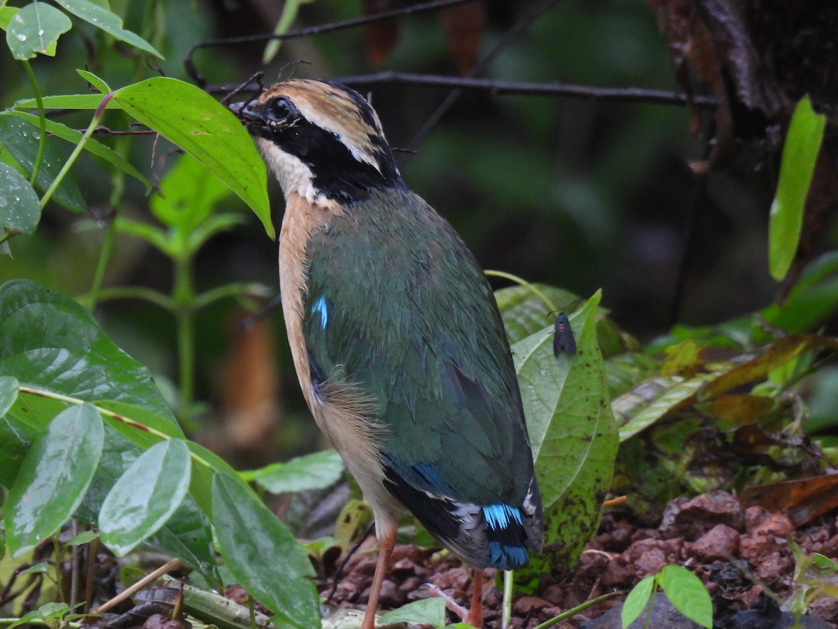 インドヤイロチョウ - ML620668903