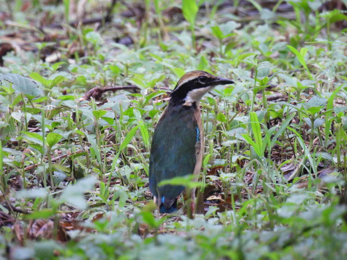 インドヤイロチョウ - ML620668904