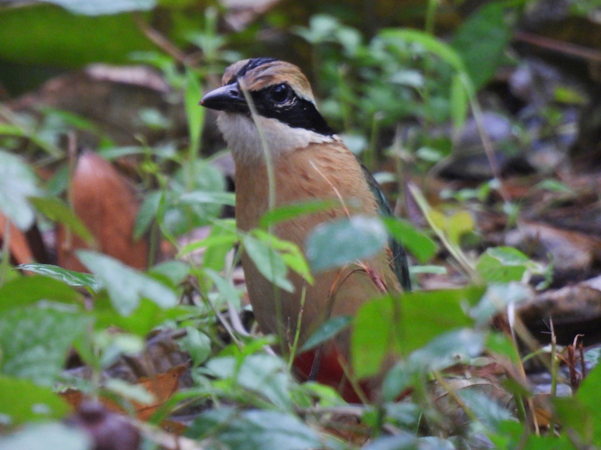 Indian Pitta - Swansy Afonso