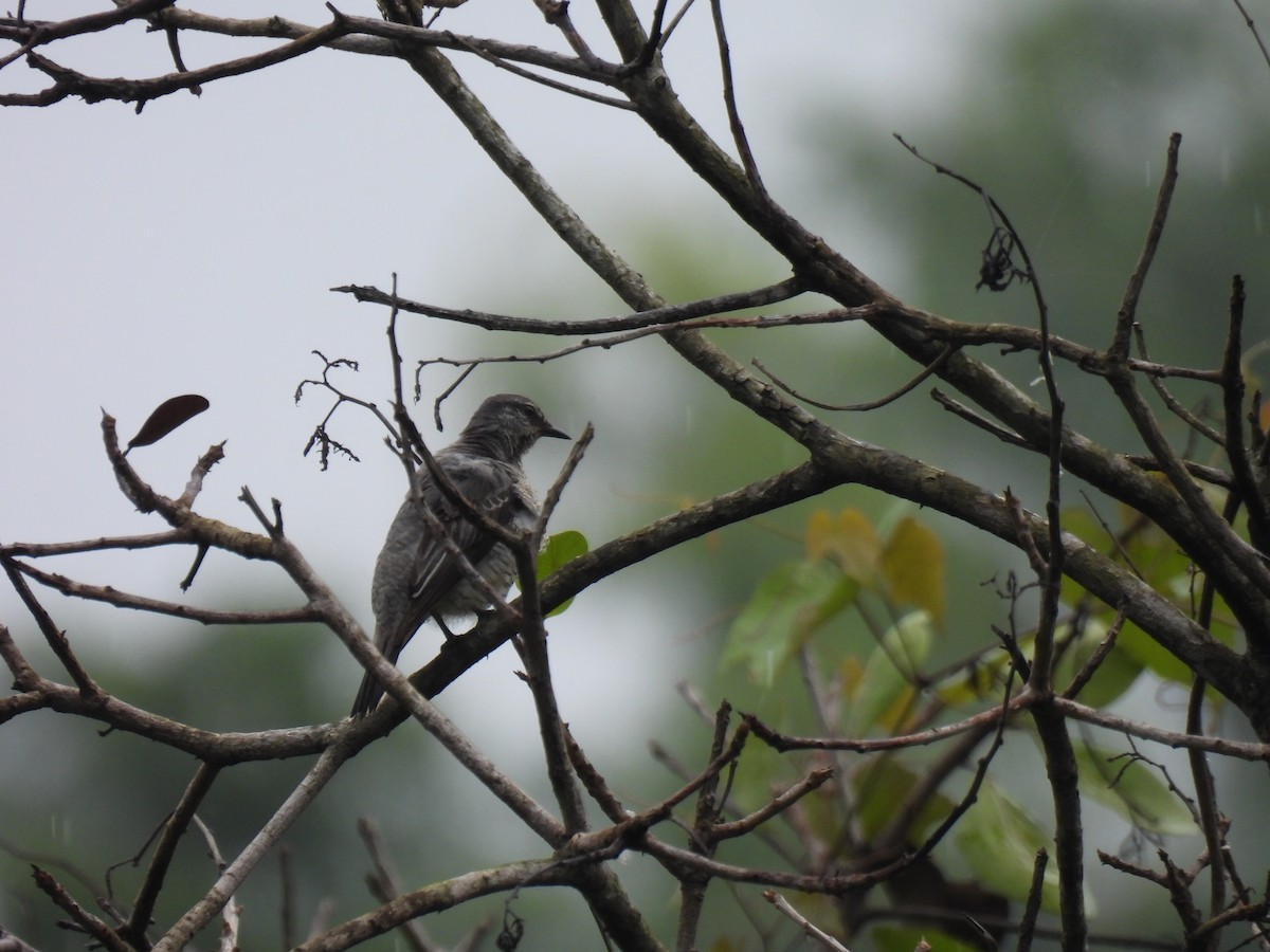 Black-headed Cuckooshrike - ML620668907