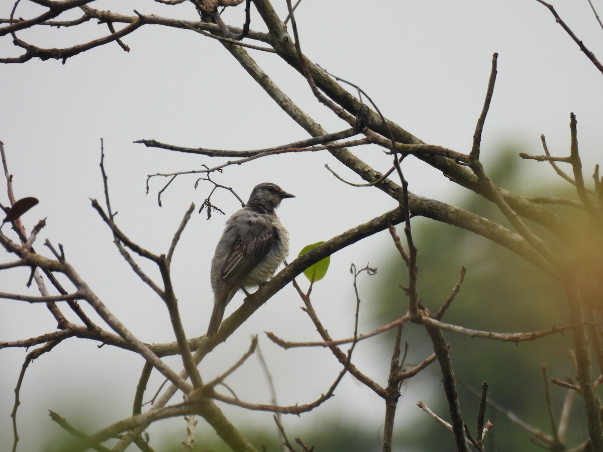 Black-headed Cuckooshrike - ML620668908