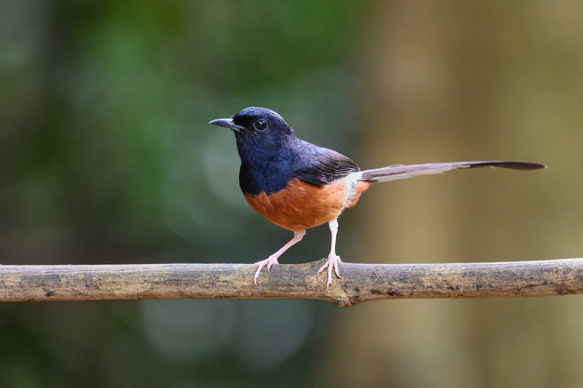 White-rumped Shama - ML620668910