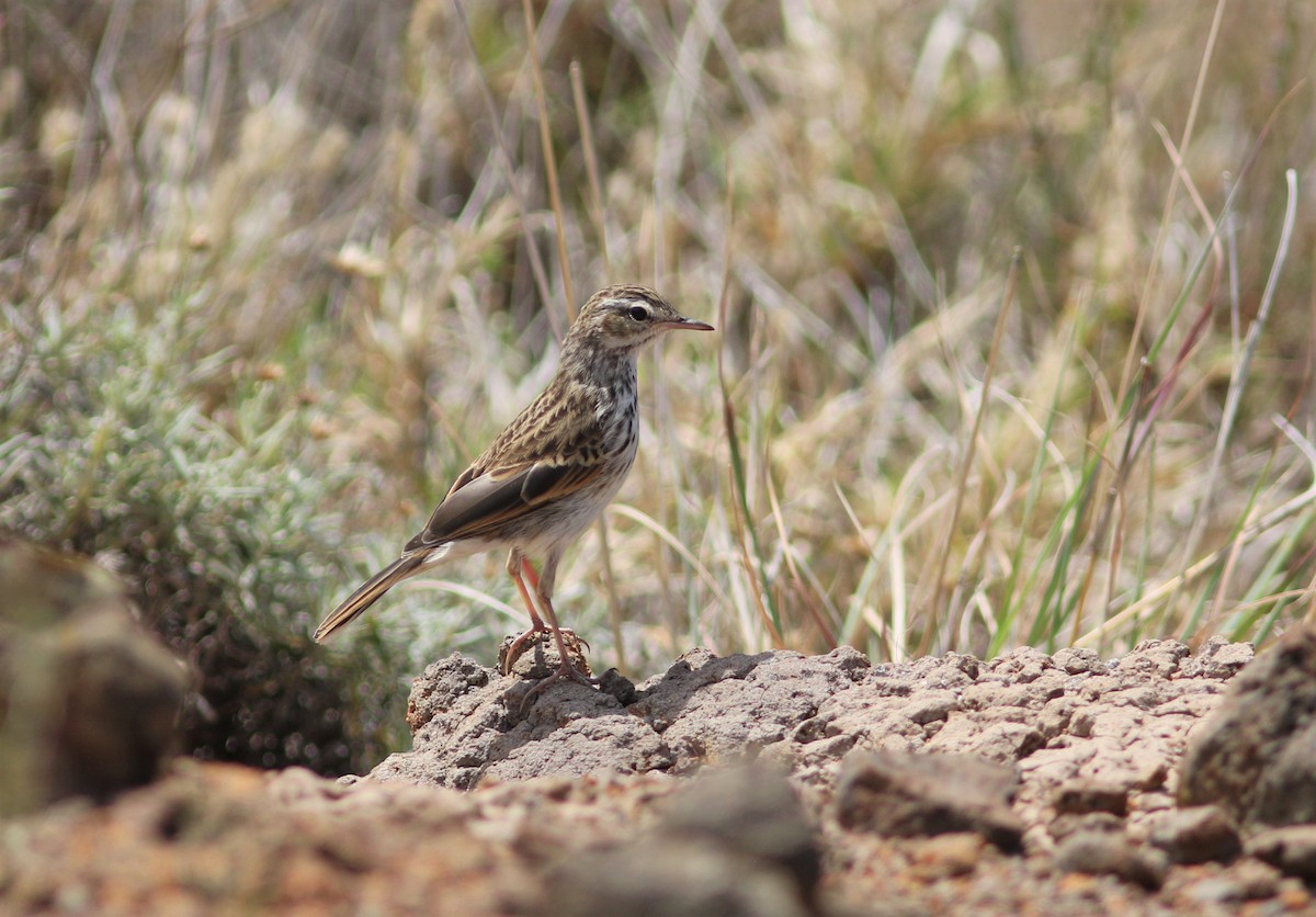 Berthelot's Pipit - ML620668916