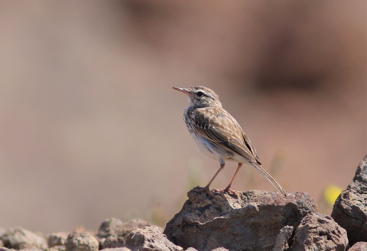 Berthelot's Pipit - ML620668917