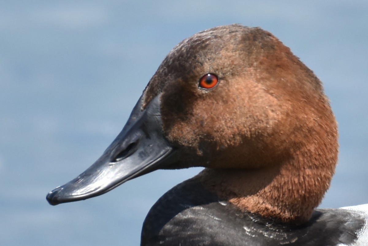 Canvasback - ML620668918