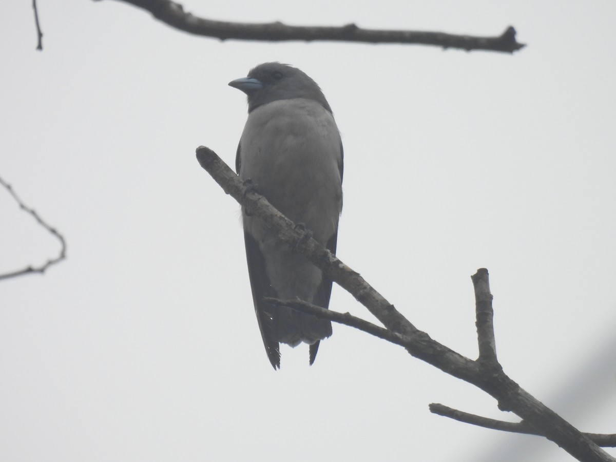 Ashy Woodswallow - ML620668919