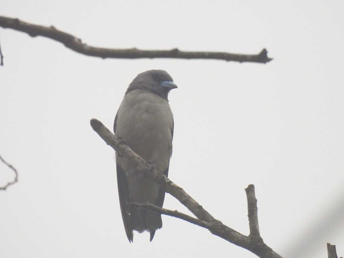 Ashy Woodswallow - ML620668920