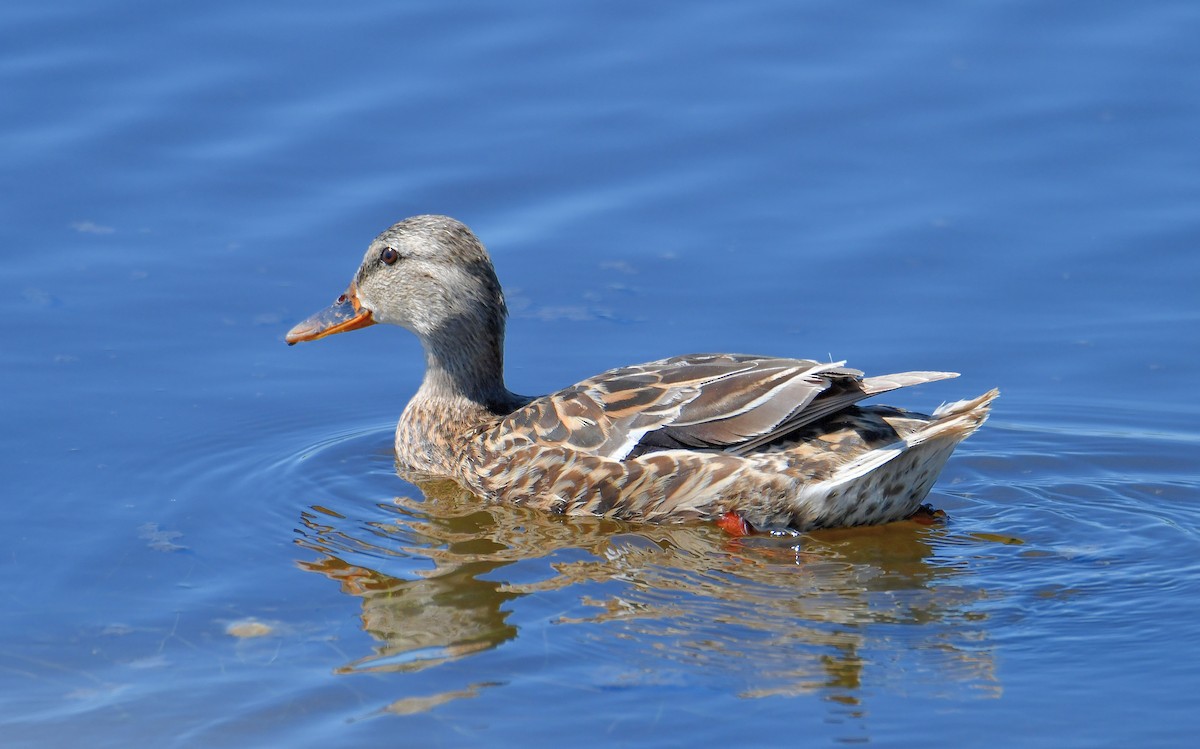 Gadwall - ML620668921