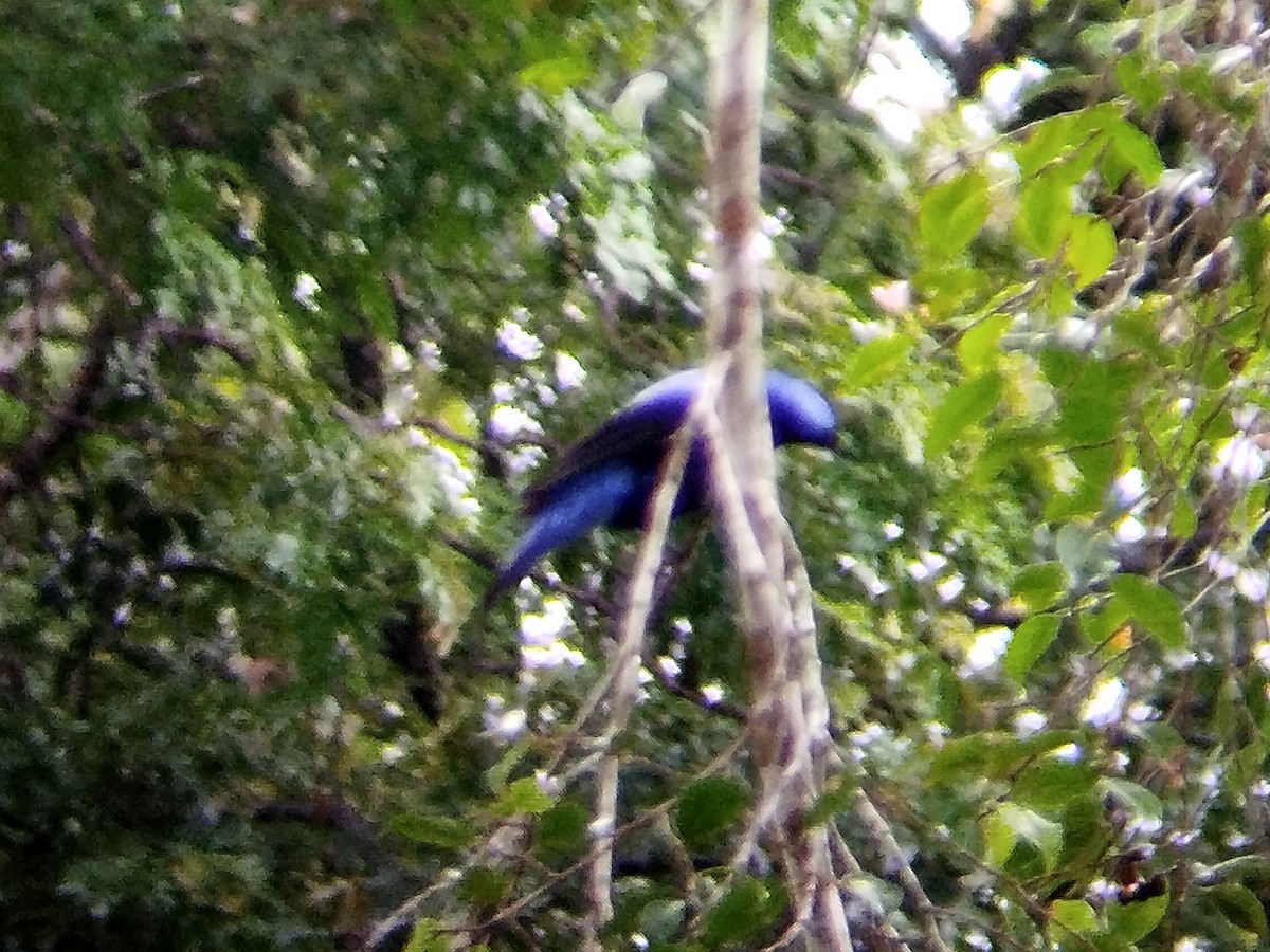 Asian Fairy-bluebird - ML620668922