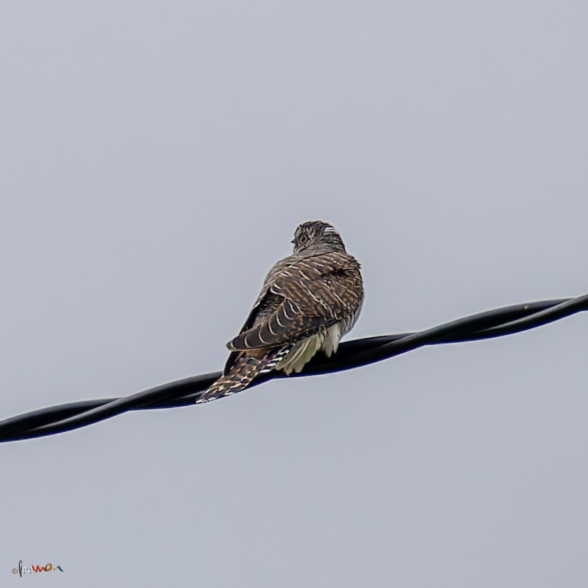 Common Cuckoo - ML620668926