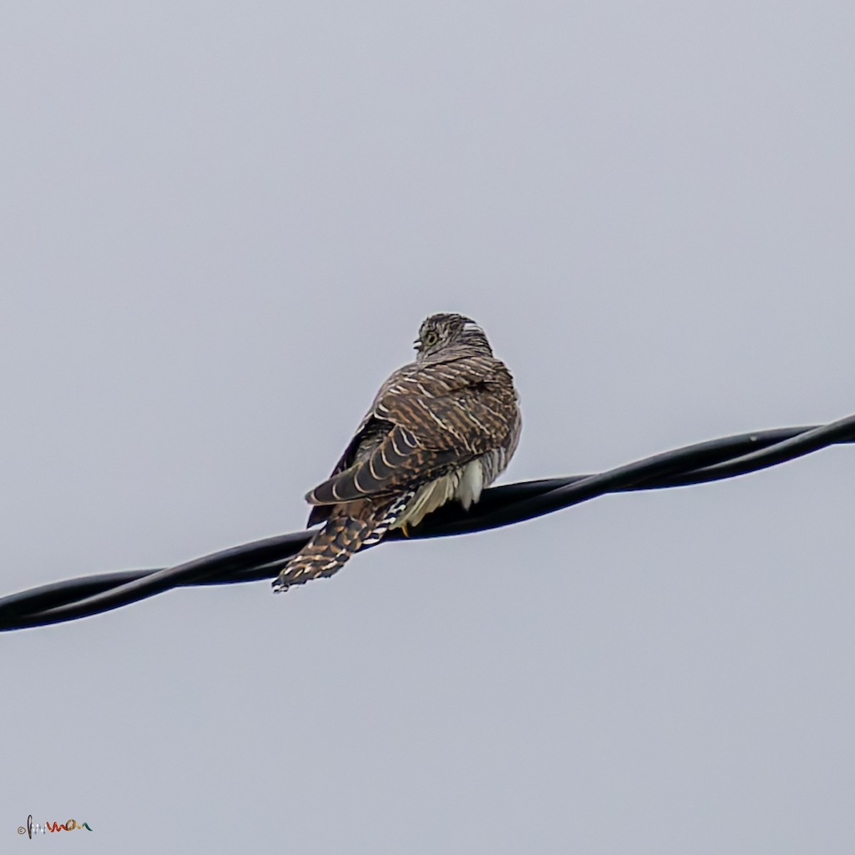 Common Cuckoo - ML620668927