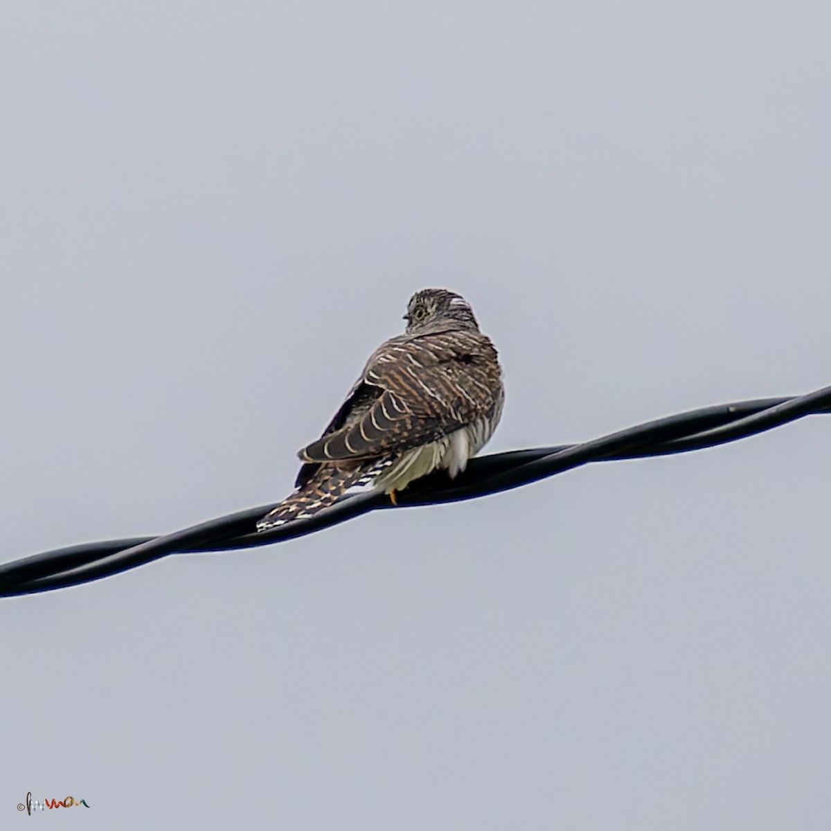 Common Cuckoo - ML620668928