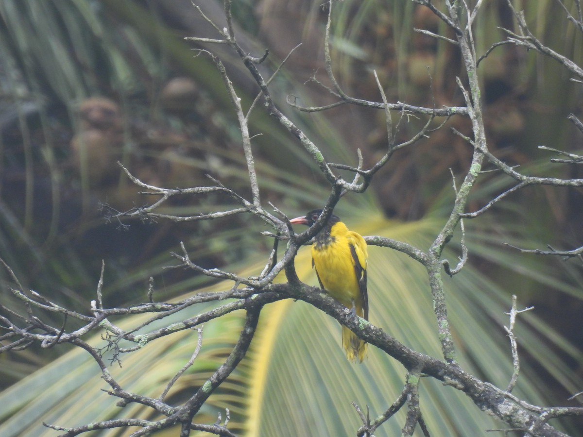 Black-hooded Oriole - ML620668929