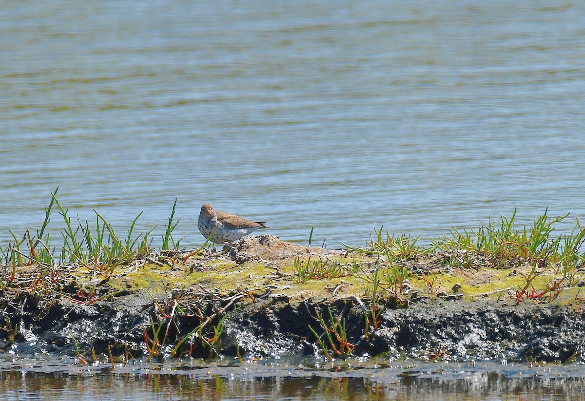 Spotted Sandpiper - ML620668932