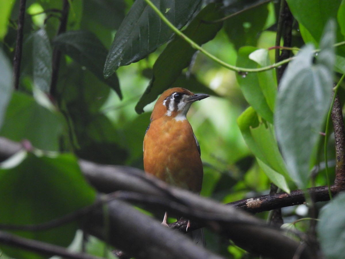 Orange-headed Thrush - ML620668937