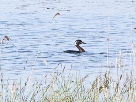 Red-necked Grebe - ML620668941
