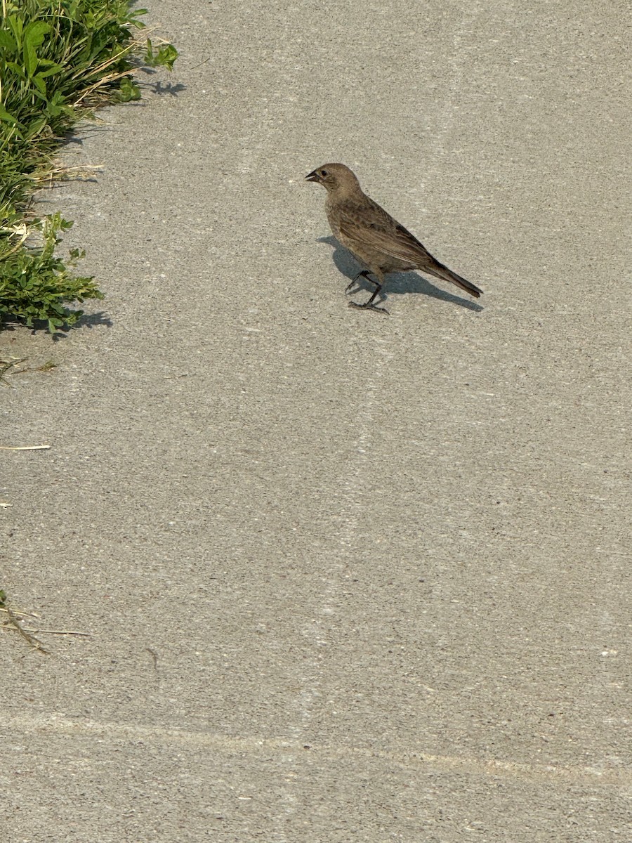 Brown-headed Cowbird - ML620668942