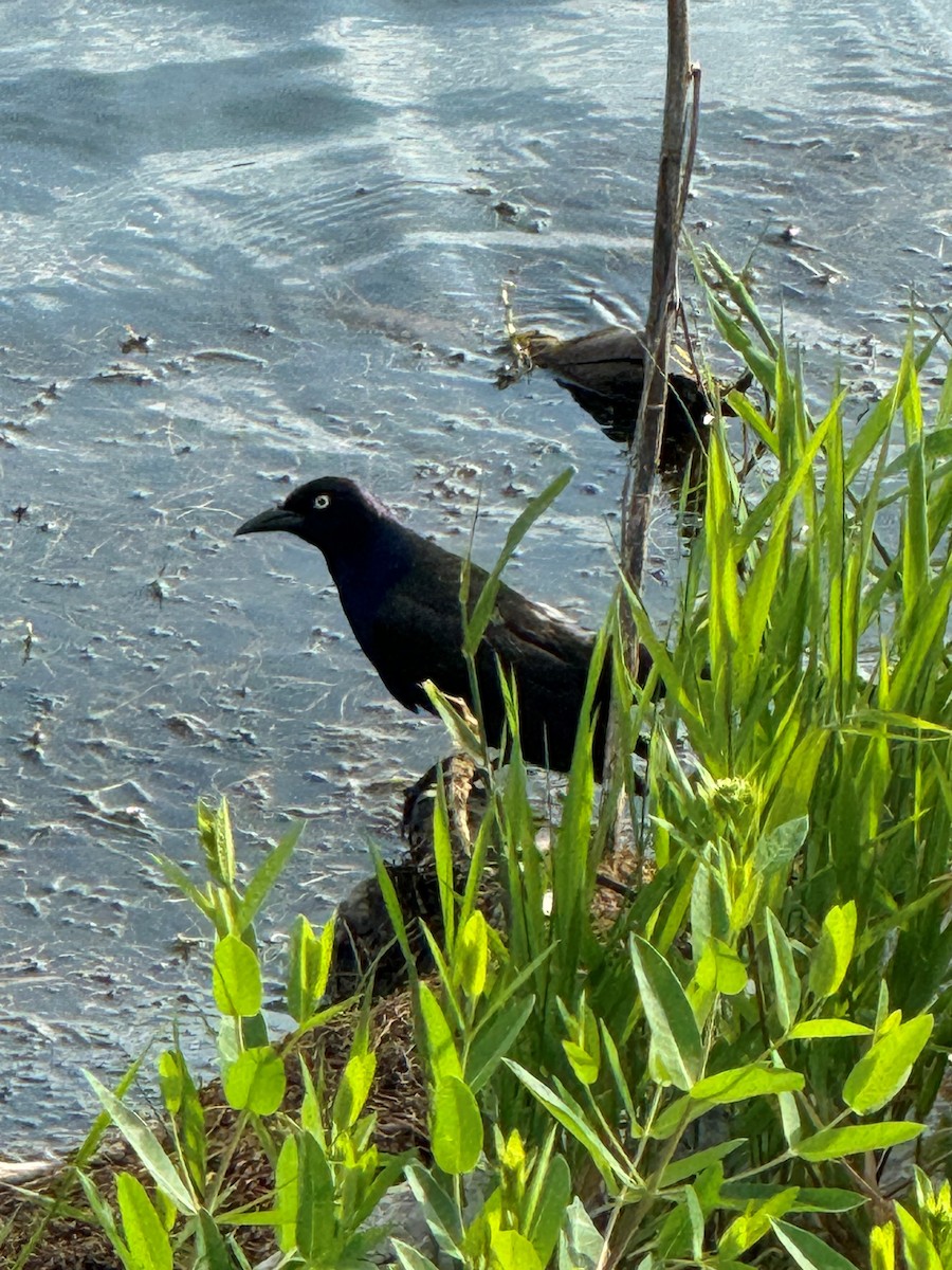 Common Grackle - ML620668943