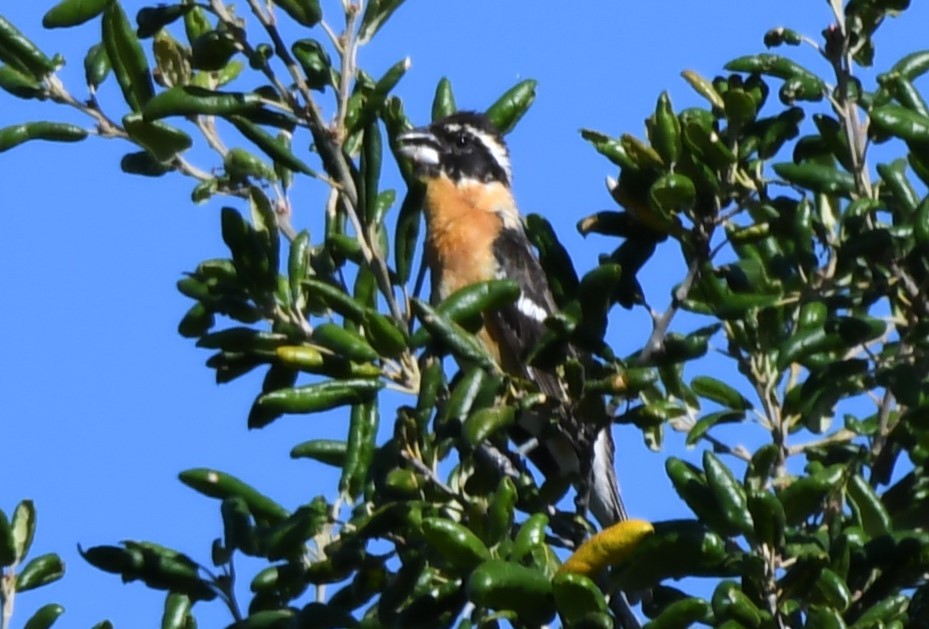 Black-headed Grosbeak - ML620668945