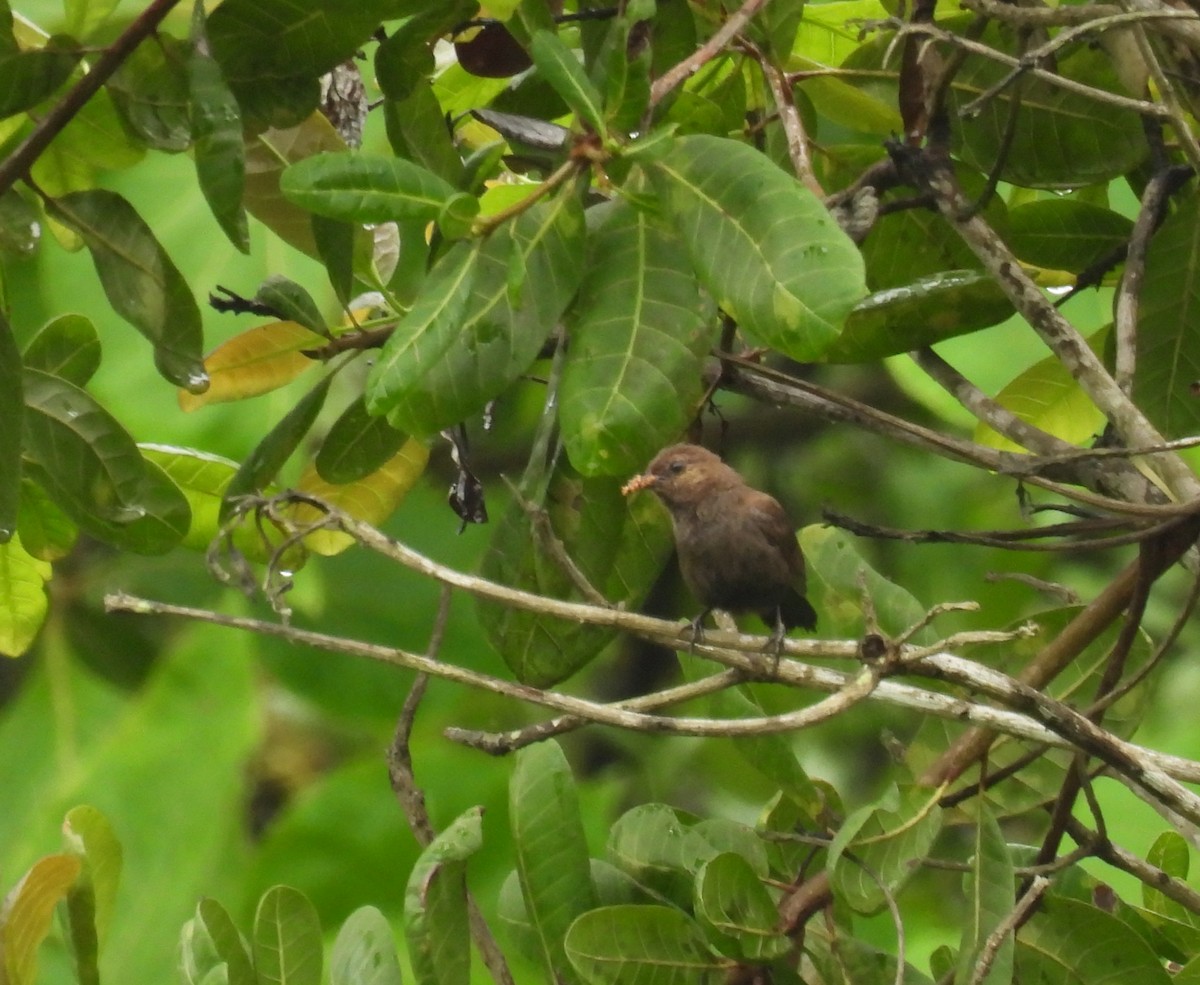 Indian Robin - ML620668946