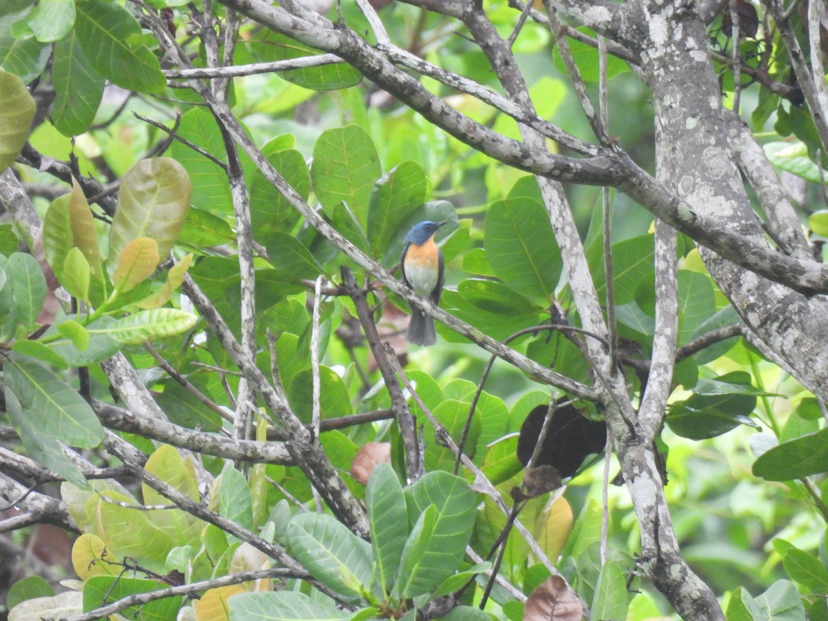 Tickell's Blue Flycatcher - ML620668948